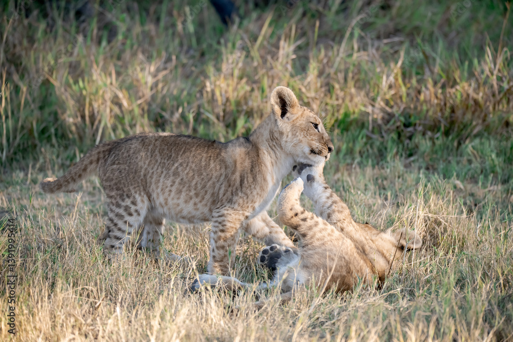 Obraz premium Lion Cubs Playing in Grass – Young African Wildlife in Savuti, Botswana