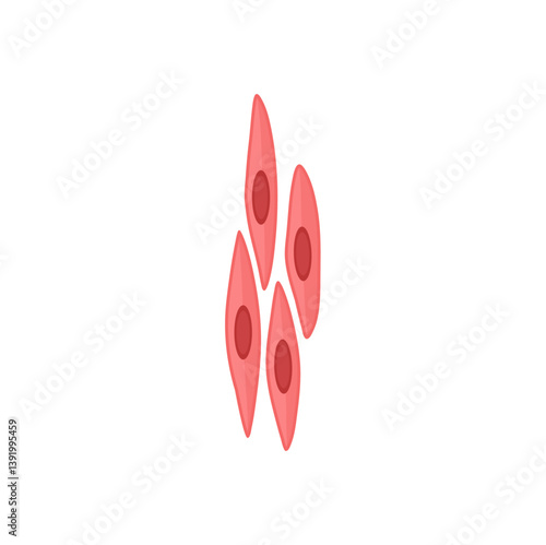 Smooth muscle tissue. Medical vector illustration.