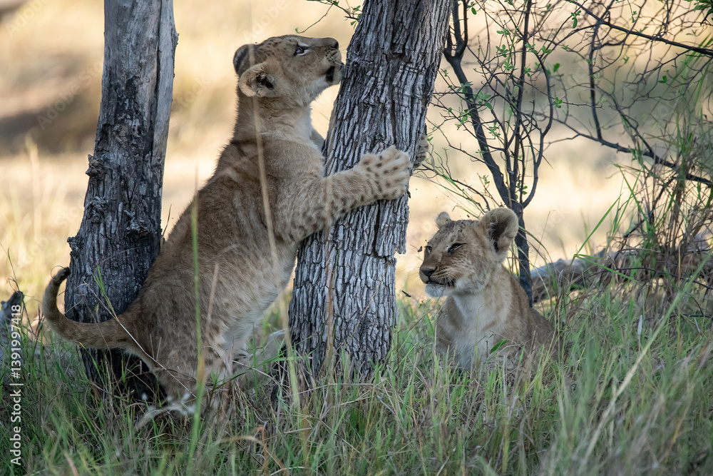 Obraz premium Lion Cubs Playing in Grass – Young African Wildlife in Savuti, Botswana