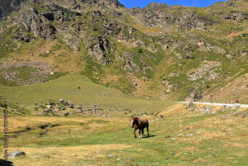 Fototapeta Naklejka Na Ścianę i Meble -  Horses pasting in the mountains in summer in Ordino Arcalis, Mirador Solar de Tristaina, Andorra