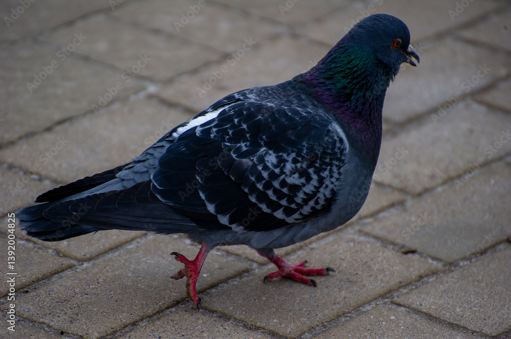 Obraz premium pigeon in the city