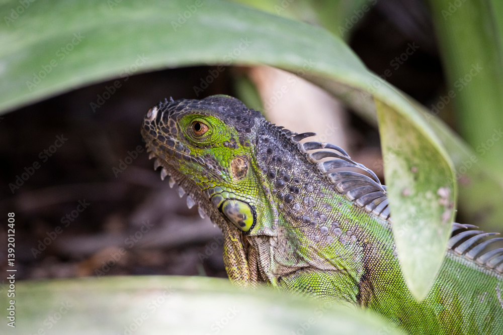 Obraz premium Iguanas de diferentes tipos en el parque Xcaret de Rivera Maya en México, están por todo el parque y en las rocas