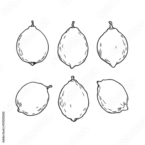 Stunning Lemon Vector Line Art for Graphic Artists