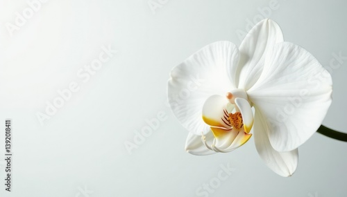 Delicate white orchid blossom, pristine petals against pure backdrop, flower, clean
