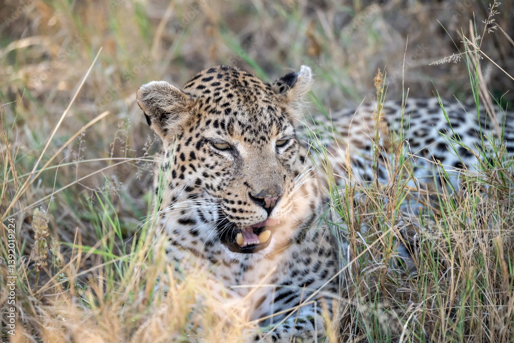 Φωτογραφία Leopard Hidden in Golden Grass – Animal of Africa -Leopard in wild savannah