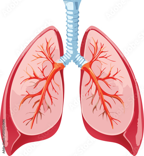 lung front view and inner contents with bright color