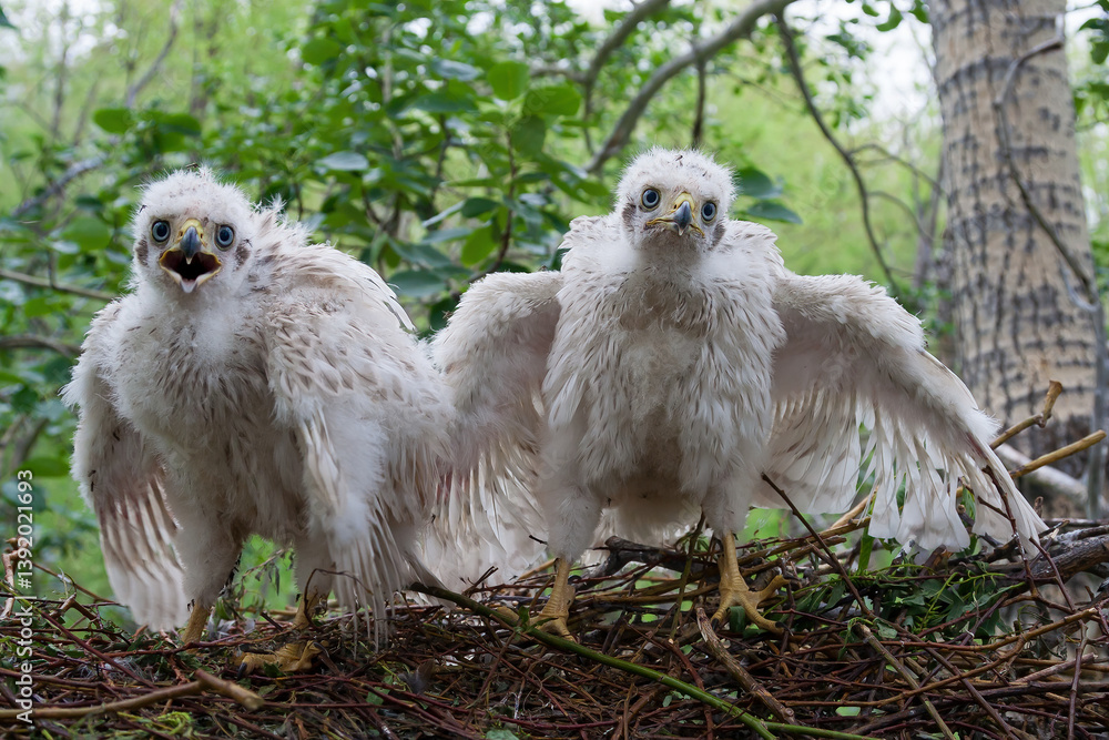 Goshawk chicks in a nest on a tree. Northern goshawk (Accipiter gentilis). Wild birds in their natural habitat. Wildlife of the northern regions of Siberia. Chukotka, Far East of Russia. July