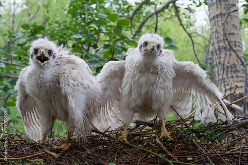 Obraz na płótnie Goshawk chicks in a nest on a tree. Northern goshawk (Accipiter gentilis). Wild birds in their natural habitat. Wildlife of the northern regions of Siberia. Chukotka, Far East of Russia. July w salonie