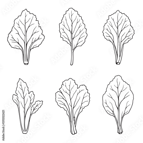 Beautiful Kohlrabi Leaf Line Art Vector Illustration Trends