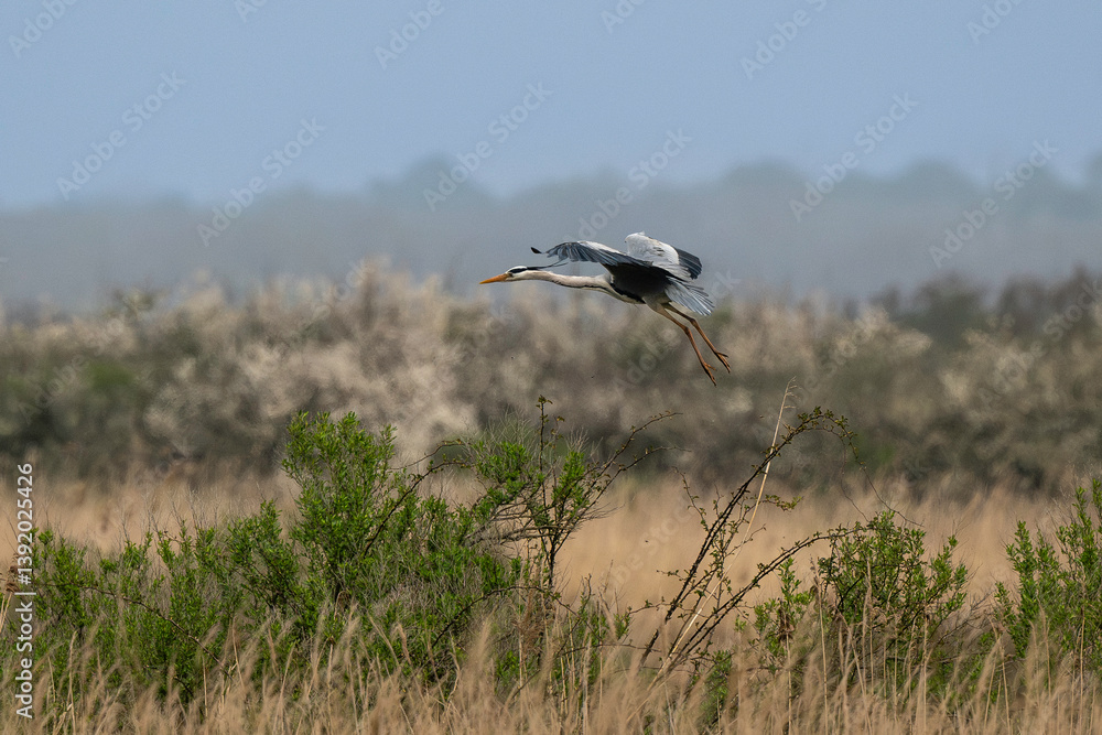 Héron cendré, Ardea cinerea, Grey Heron, Réserve ornithologique, Le Teich, Bassin d'Arcachon, Landes de Gascogne, 33, Gironde, France