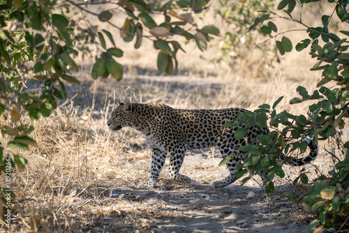 Leopard Hidden in Golden Grass – Animal of Africa -Leopard in wild savannah 