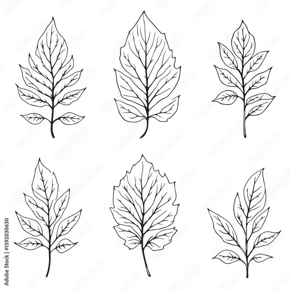 Obraz premium Flamboyant Leaf Vector Line Art Design for Creatives