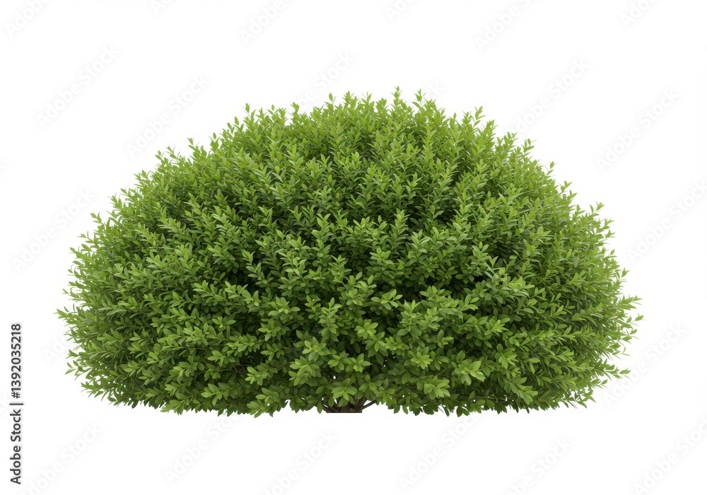 Fototapeta premium Lush green shrub dense foliage