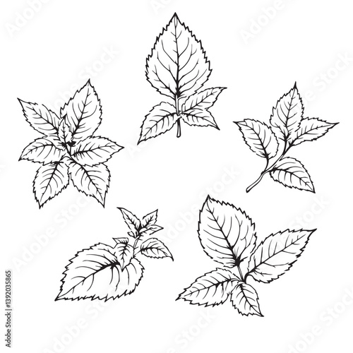 Lemon Balm Leaf Vector Line Art Design Trends