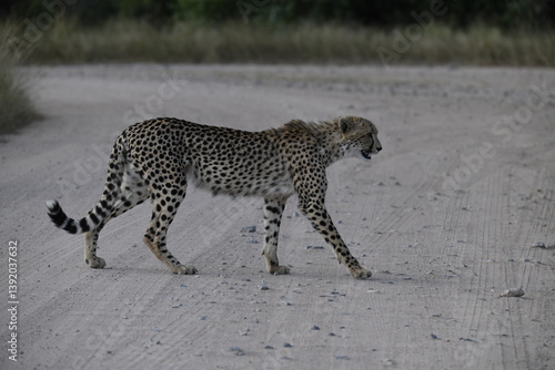 Cheetah in wild savannah , Animal of africa