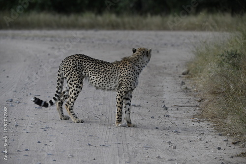 Cheetah in wild savannah , Animal of africa