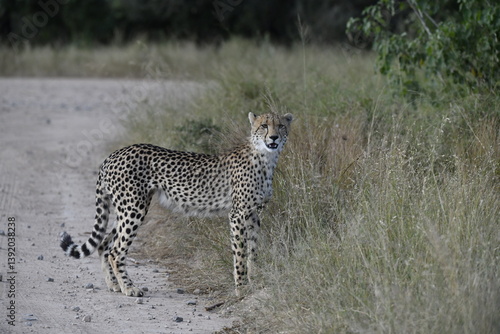Cheetah in wild savannah , Animal of africa