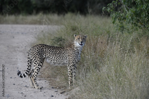 Cheetah in wild savannah , Animal of africa
