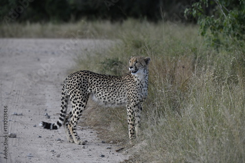 Cheetah in wild savannah , Animal of africa