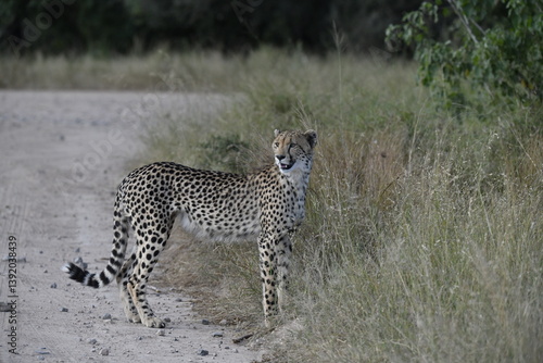 Cheetah in wild savannah , Animal of africa