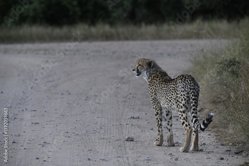 Cheetah in wild savannah , Animal of africa