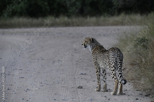Cheetah in wild savannah , Animal of africa