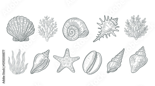Vintage hand drawn set of sea shells, starfish and coral. Sketch marine life collection on white background. Monochrome line ocean elements for summer design.