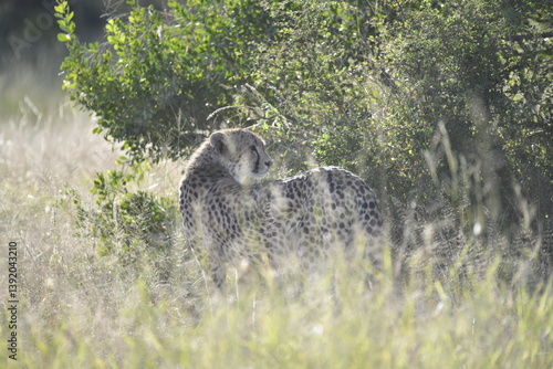 Cheetah in wild savannah , Animal of africa