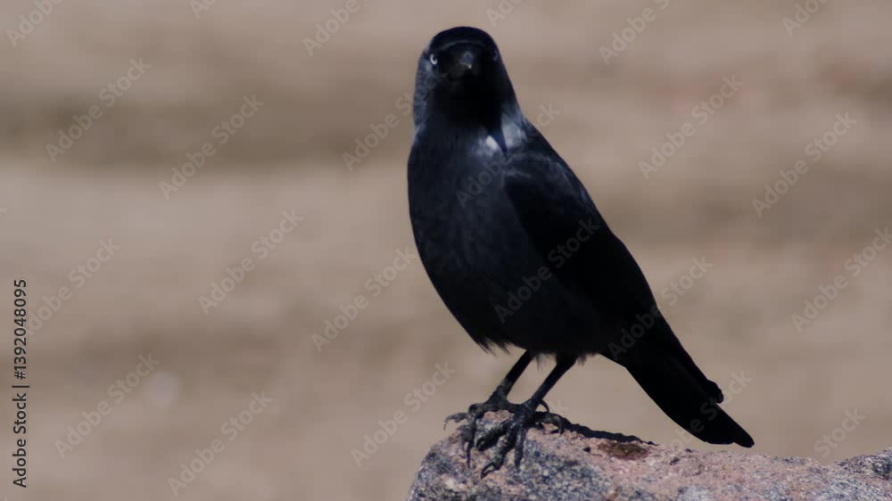 A western jackdaw calmly stands on a rock and looks around in slow motion, showing alert and intelligent behavior in close-up A western jackdaw calmly stands on a rock and looks around in slow motion, showing alert and intelligent behavior in close-up