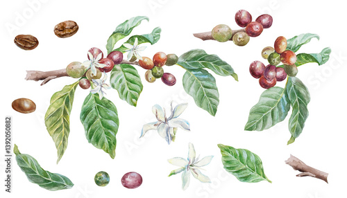 Obraz na plátně Coffee branch, green leaves, fruits, flowers, roasted beans