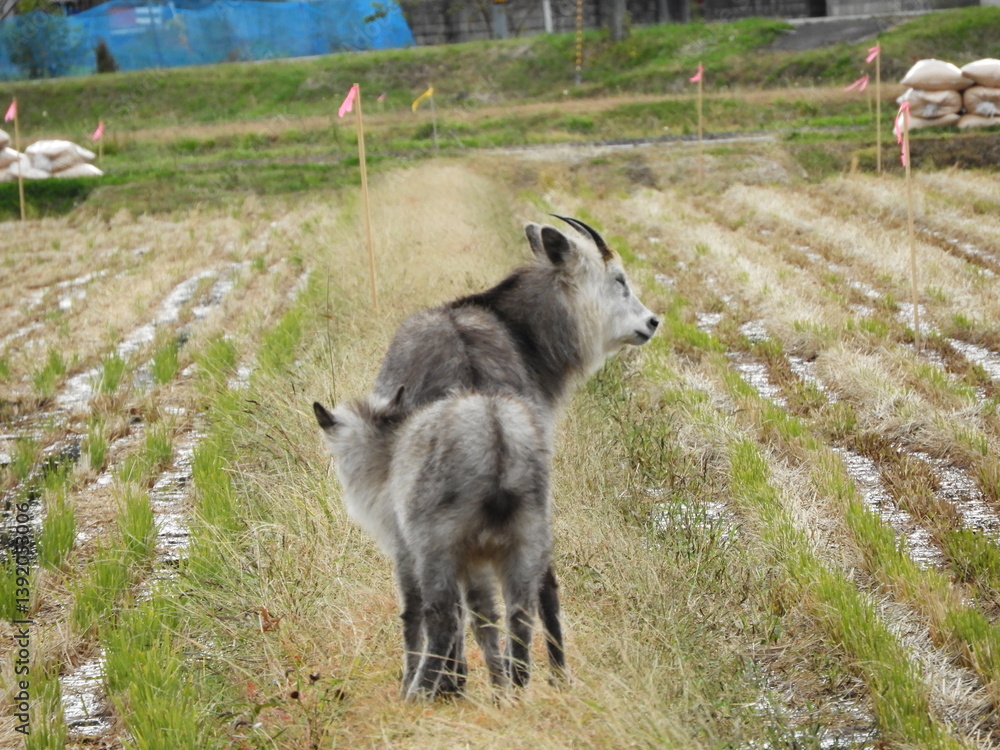 Obraz premium あぜ道を歩くニホンカモシカの親子