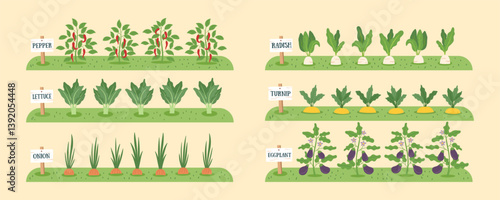 Gardening and farming concept banner. Nature background with beds of vegetables. Regenerative and sustainable farming concept. Vegetable cliparts. Vector flat background.