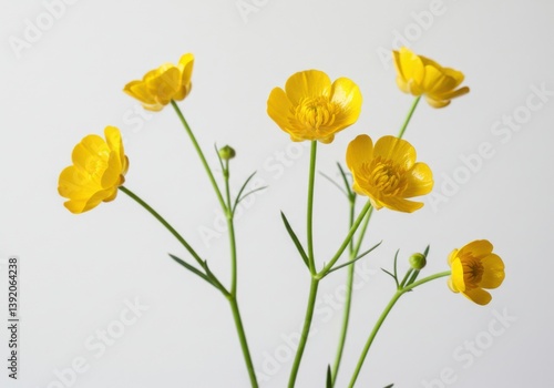 Wallpaper Mural Yellow buttercup flowers bright petals Torontodigital.ca