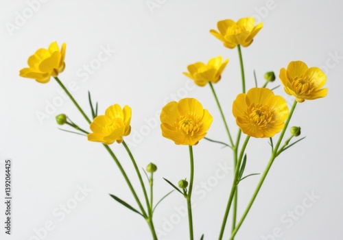 Wallpaper Mural Yellow buttercup flowers bright petals Torontodigital.ca