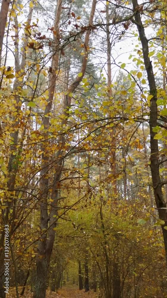 Camera glides smoothly through a misty forest with vibrant autumn foliage Camera glides smoothly through a misty forest with vibrant autumn foliage