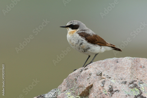 Wheatear (Oenanthe oenanthe) male, perched on a rock, Varanger, Norway. July. 