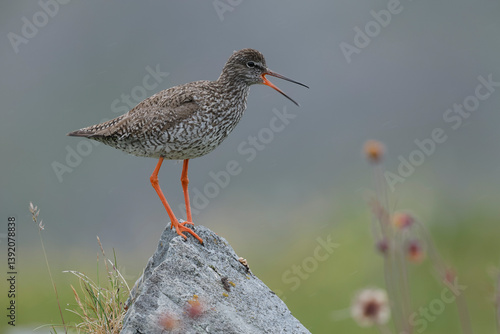 Redshank (Tringa totanus) perched on a rock calling, Varanger, Norway. July. 
