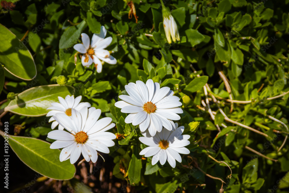 Bright white daisies bloom amidst lush green foliage, their delicate petals radiating under the warm sunlight, creating a vibrant and serene natural scene that embodies the beauty of spring Bright white daisies bloom amidst lush green foliage, their delicate petals radiating under the warm sunlight, creating a vibrant and serene natural scene that embodies the beauty of spring