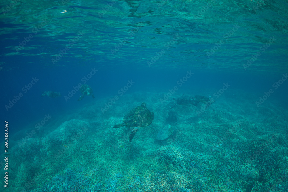 Obraz premium アオウミガメ 小笠原 東京都