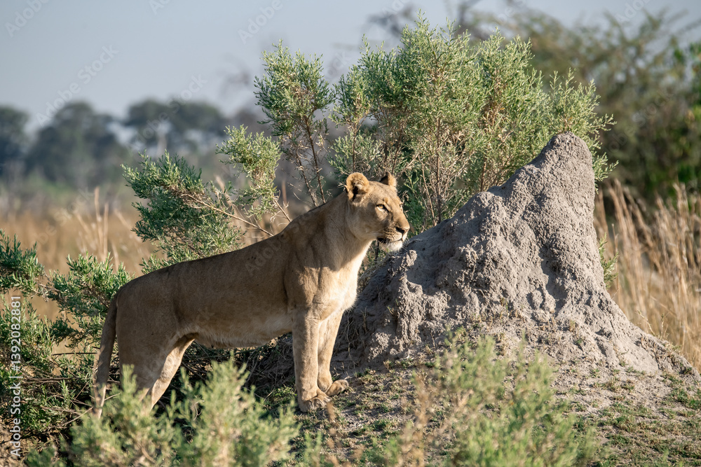 lioness in the savannah, Animal of africa lioness in the savannah, Animal of africa