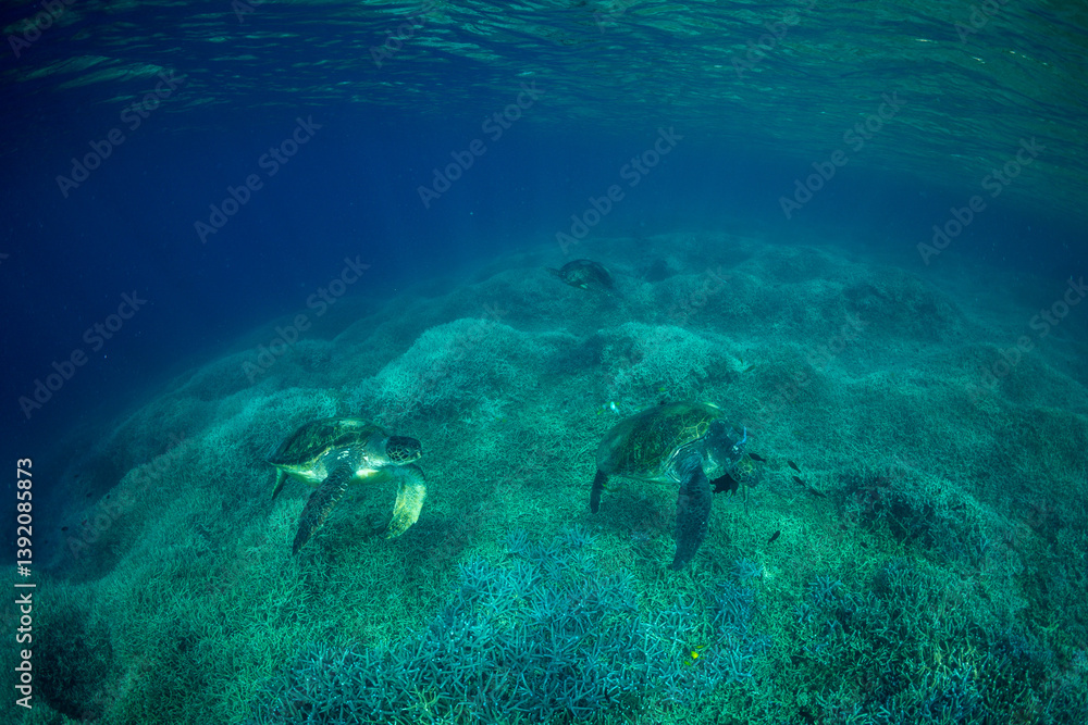 Fototapeta premium アオウミガメ 小笠原 東京都