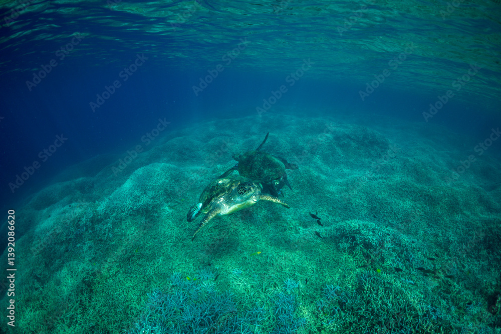 Naklejka premium アオウミガメ 小笠原 東京都