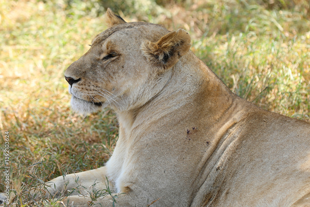 Naklejka premium Löwin im Schatten