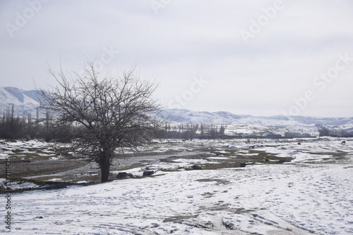 snow covered trees