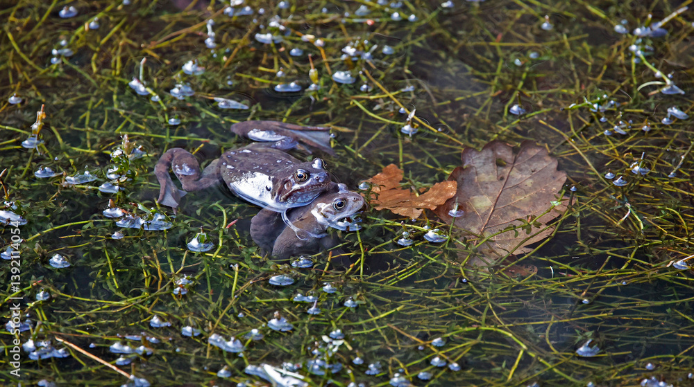 Fototapeta premium Mating frogs in a local pond