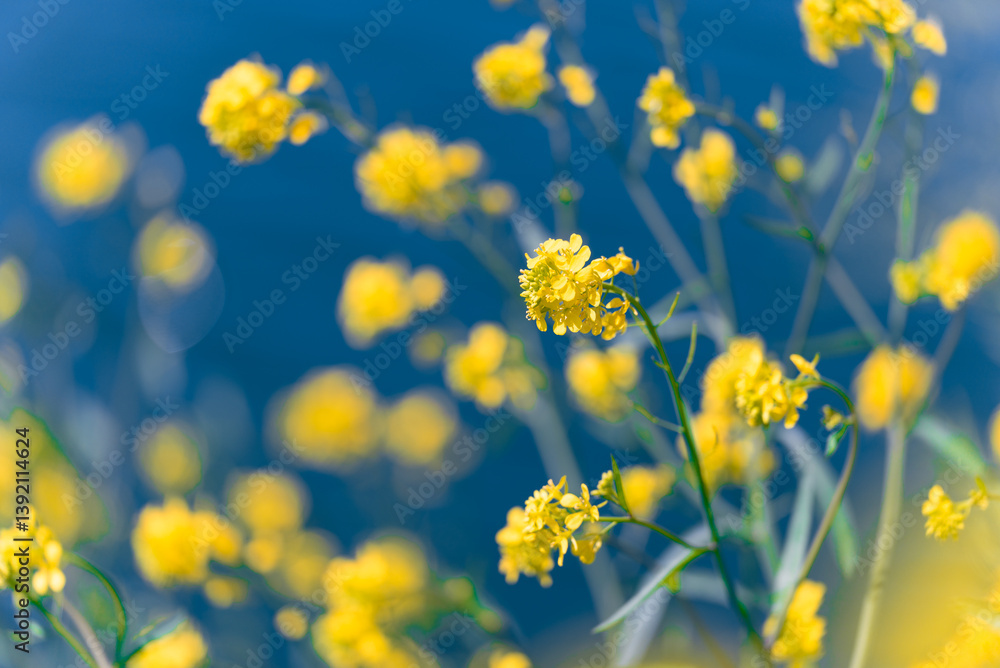 Obraz premium 多摩川沿いに咲く菜の花と川面の風景（狛江・登戸・調布エリア）