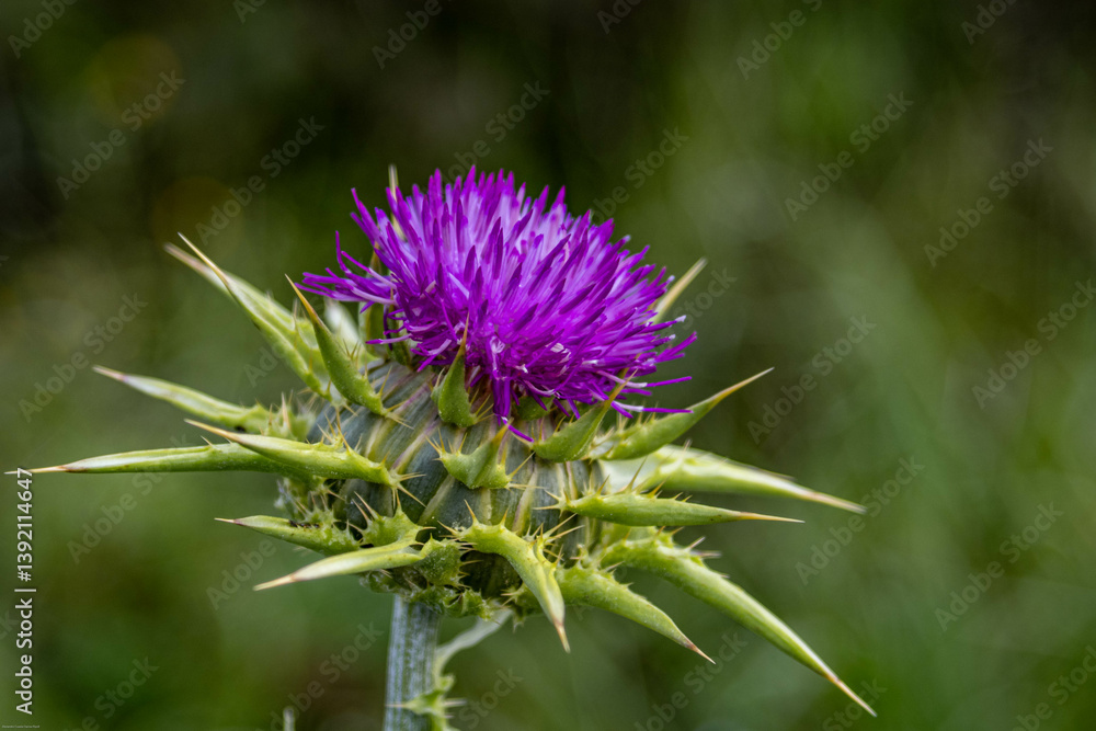 A vibrant purple thistle flower stands tall against a blurry green background, showcasing nature's resilience and intricate beauty. A vibrant purple thistle flower stands tall against a blurry green background, showcasing nature's resilience and intricate beauty.