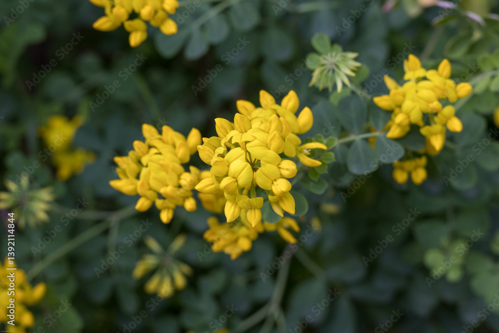 Golden blossoms grace the greenery, sunlight paints delicate petals, nature's artistry shines in every vibrant bloom. Spring's warm embrace. Golden blossoms grace the greenery, sunlight paints delicate petals, nature's artistry shines in every vibrant bloom. Spring's warm embrace.