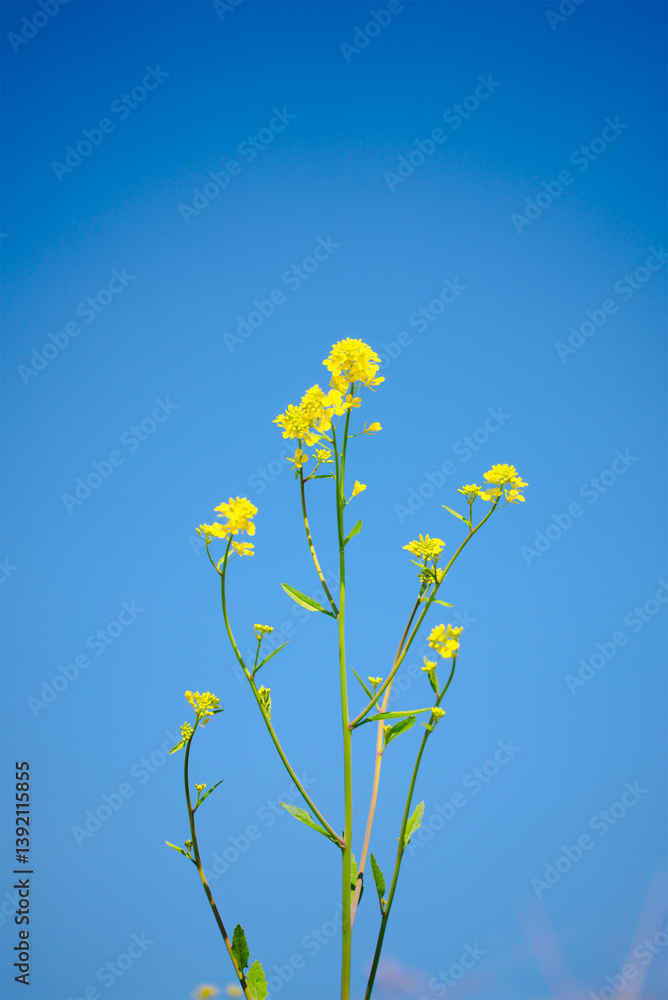 Obraz premium 印象的な雲と青空、咲き誇る菜の花が織りなす春のアート風景