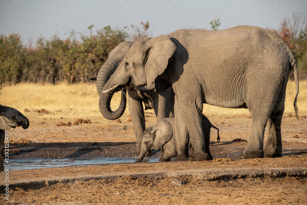 Fototapeta premium Tender Moment Between Elephant Mother and Calf ,Elephant Family in Perfect Harmony – Animal of Africa